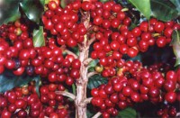 /album/fotogaleria/planta-de-cafe-jpg/